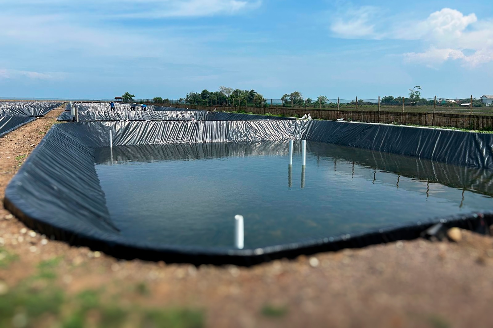 LT_CORP_Jempol_Semarang_Shrimp_Farming_IM_01.jpg