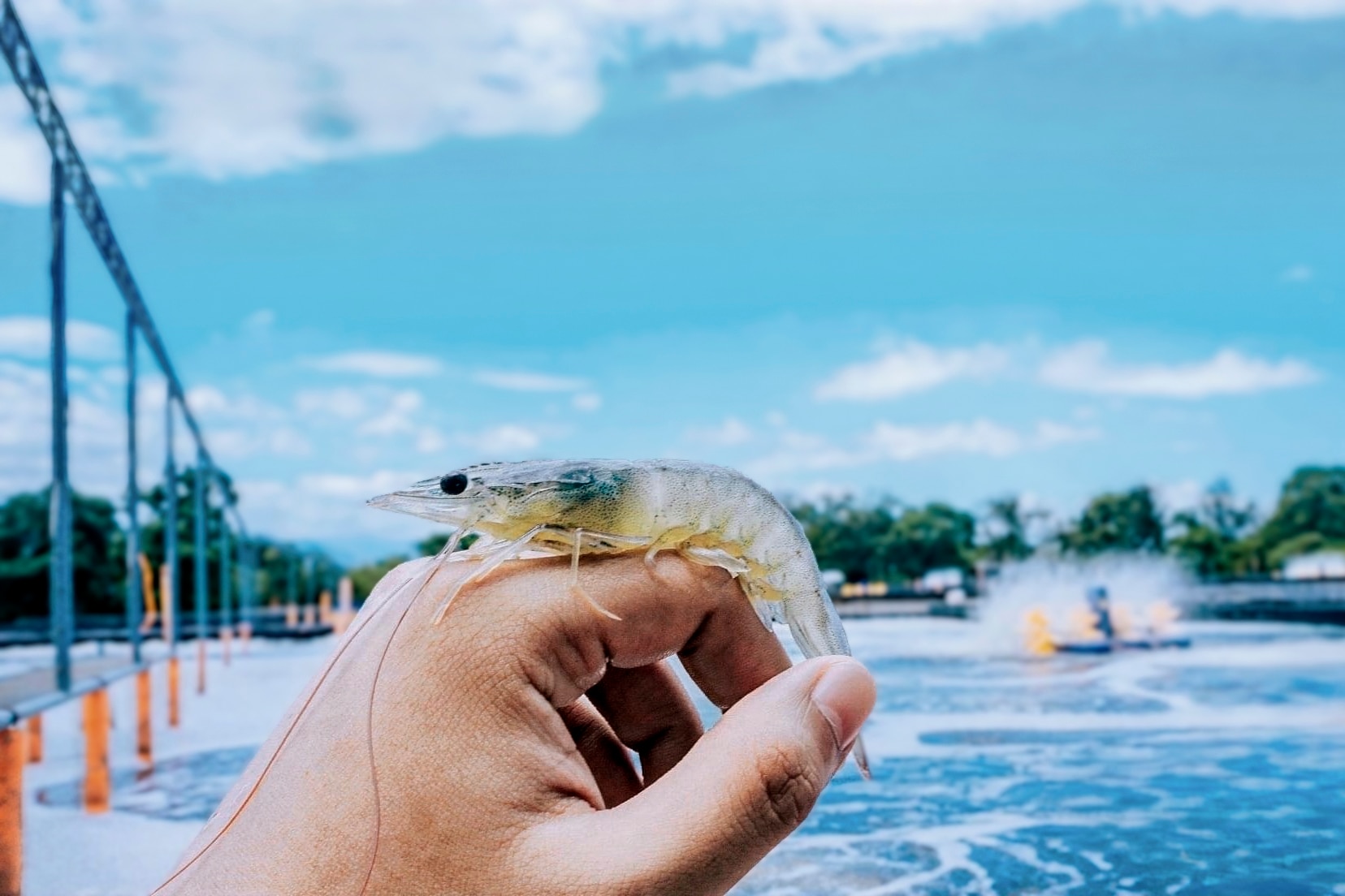 LT_CORP_Palaya_Shrimp_Farm_IM_02.jpg
