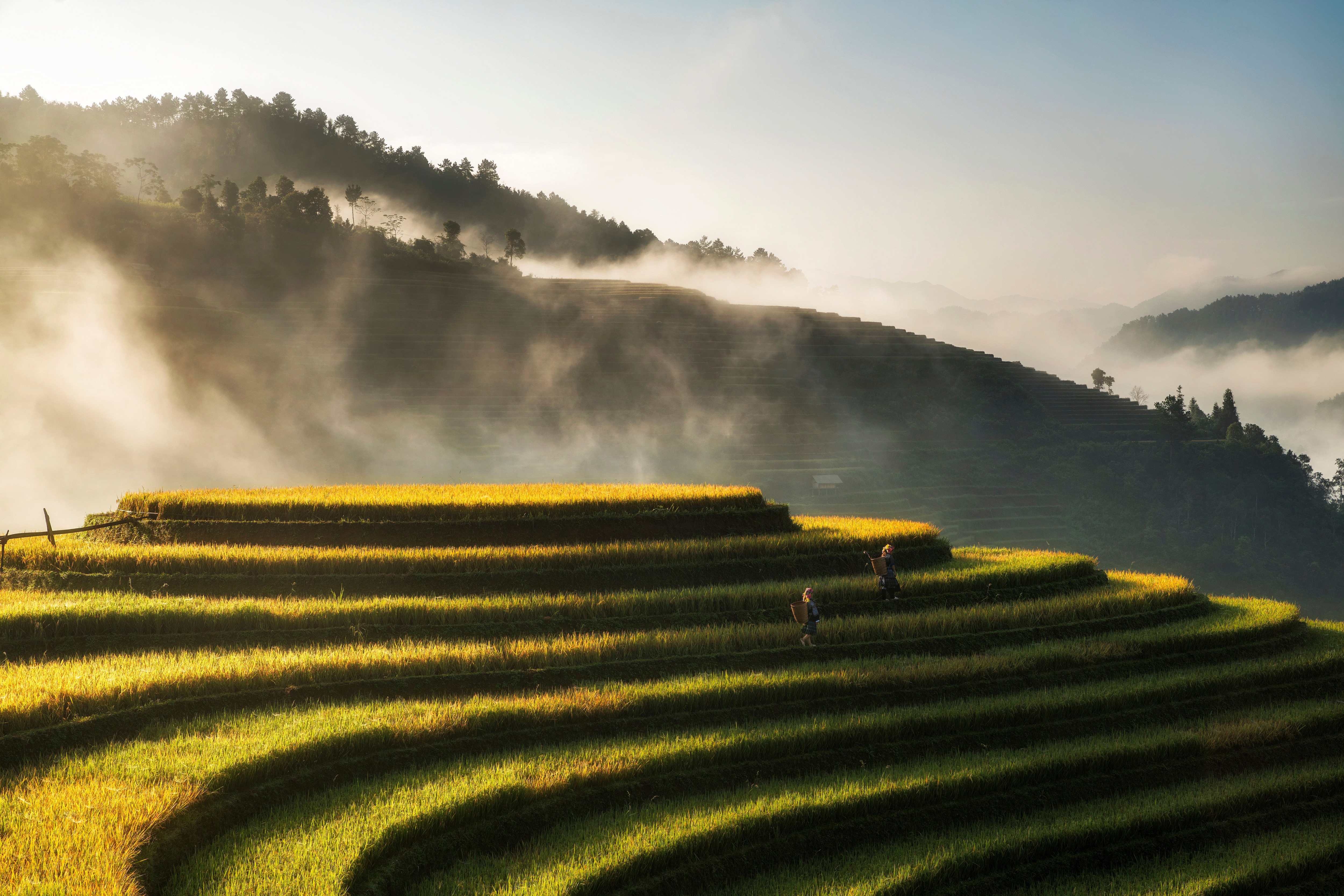 Rice field